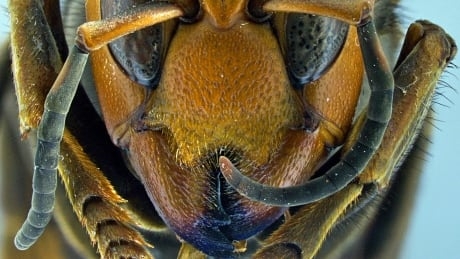 Experts hope to locate Asian giant hornet nests after insect found in Langley