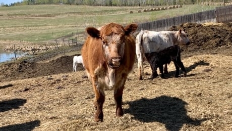 Small-scale Alberta meat producers, retailers see boom during COVID-19