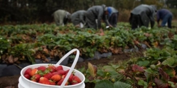 B.C. agriculture sector bracing for 8,000 worker shortfall this year