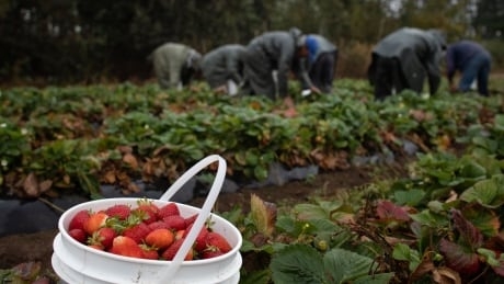 B.C. agriculture sector bracing for 8,000 worker shortfall this year