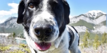 Meet Puff Daddy, the pup with no takers among 1,600 applications
