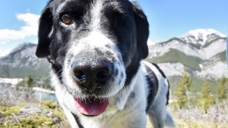 Meet Puff Daddy, the pup with no takers among 1,600 applications