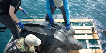 A tale of 2 leatherback sea turtles tagged off Nova Scotia