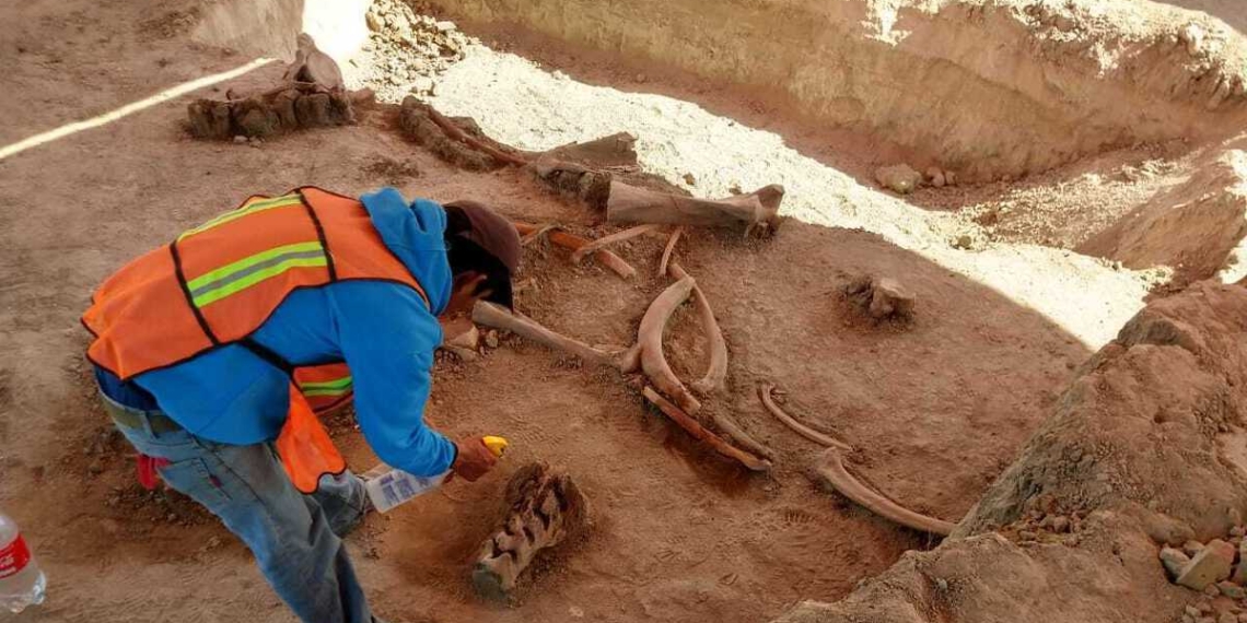 In Mexico City, experts find bones of dozens of mammoths
