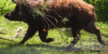 Northwest’s small pig farmers face promise and perils amid the coronavirus pandemic