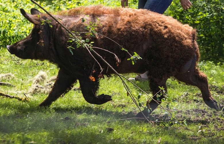 Northwest’s small pig farmers face promise and perils amid the coronavirus pandemic
