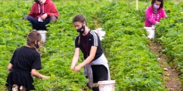 Strawberry-picking time