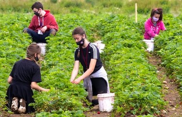 Strawberry-picking time