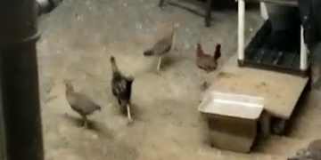 SEE IT: Roosters and chickens found when feds bust alleged Bronx drug lab