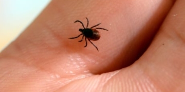 Tick risk growing in Alberta, warns Nature Conservancy of Canada