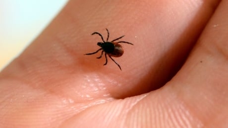 Tick risk growing in Alberta, warns Nature Conservancy of Canada