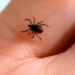 Tick risk growing in Alberta, warns Nature Conservancy of Canada