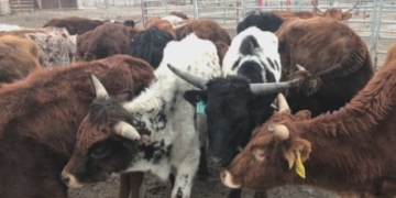 Meat processing backlog puts strain on Alberta cattle ranchers