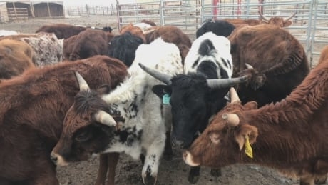 Meat processing backlog puts strain on Alberta cattle ranchers
