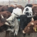 Meat processing backlog puts strain on Alberta cattle ranchers