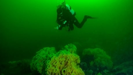 Warming waters could put rare, fragile glass sponge reefs at risk, UBC researcher says