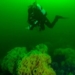 Warming waters could put rare, fragile glass sponge reefs at risk, UBC researcher says