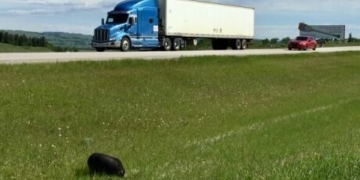 Highway pig still on the loose after daring rescue