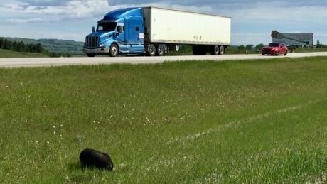 Highway pig still on the loose after daring rescue