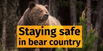 What to do when you run into a bear in the backcountry