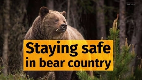 What to do when you run into a bear in the backcountry