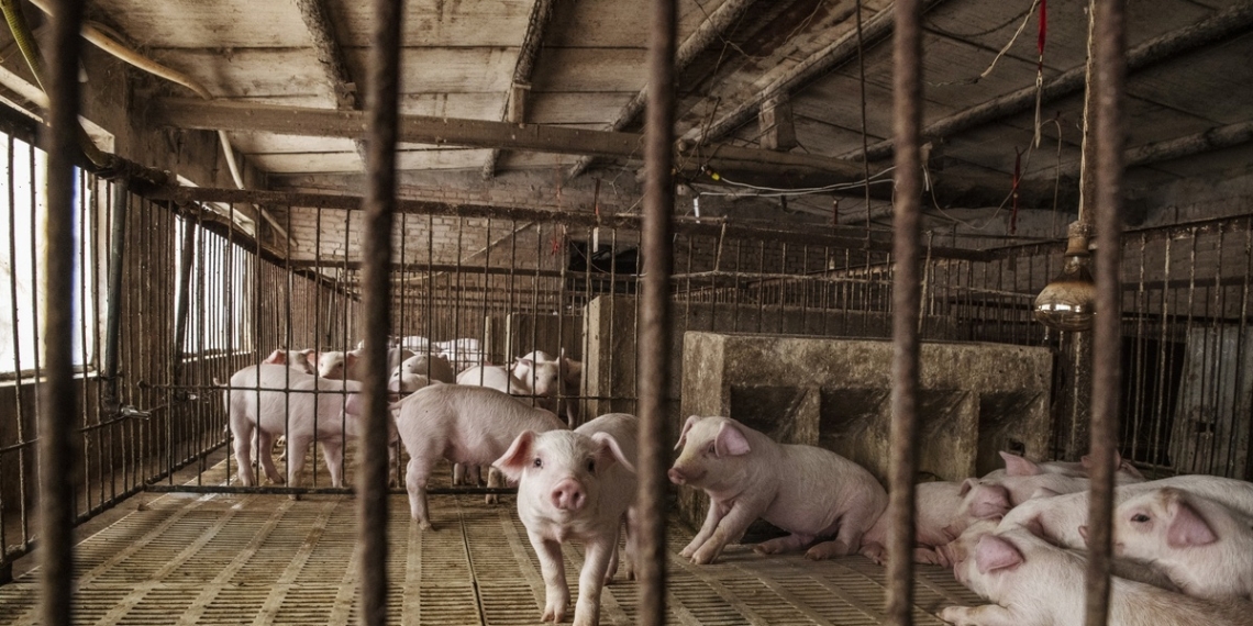 Swine Flu Infecting Humans Raises Fears of Pandemic Potential