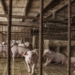 Swine Flu Infecting Humans Raises Fears of Pandemic Potential