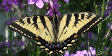 Citizen scientists fan out to identify, photogragh local butterflies