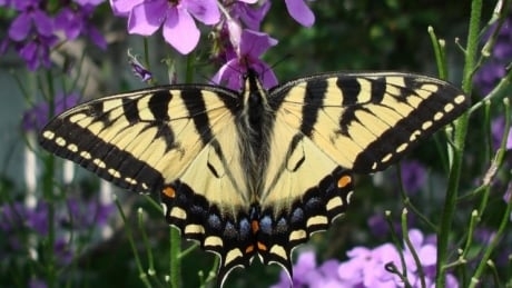 Citizen scientists fan out to identify, photogragh local butterflies