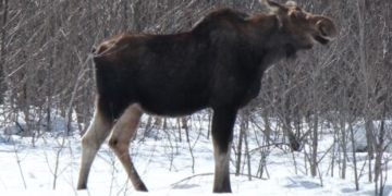 Wildlife group on the hunt for poacher who shot moose out of season and left it to die