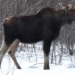 Wildlife group on the hunt for poacher who shot moose out of season and left it to die