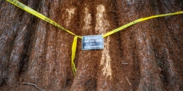 Vandals take it out on trees in Metro Vancouver as observers ask, ‘Why?’