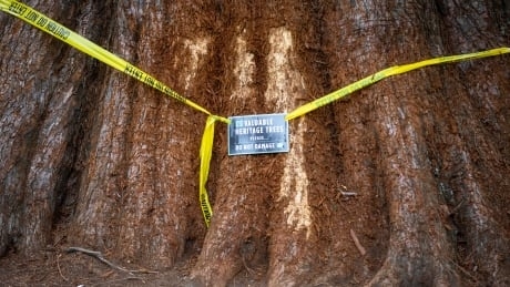 Vandals take it out on trees in Metro Vancouver as observers ask, ‘Why?’