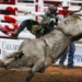 Mouths to feed, no money coming in; rodeo stock contractors feel pandemic pain