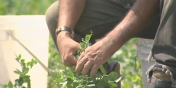 Migrant advocacy group demands Ontario shut down agricultural sector amid COVID-19 spike