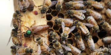 US honeybees are doing better after bad year, survey shows