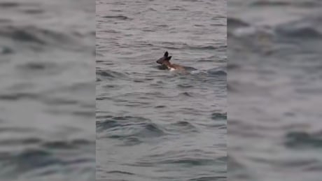 Deer found swimming in Detroit River finds new home on Fighting Island