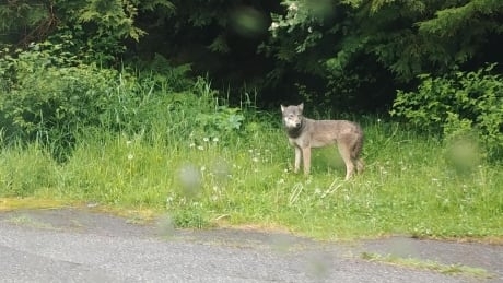 Wolf captured, killed after rare attack on human in northwestern B.C.
