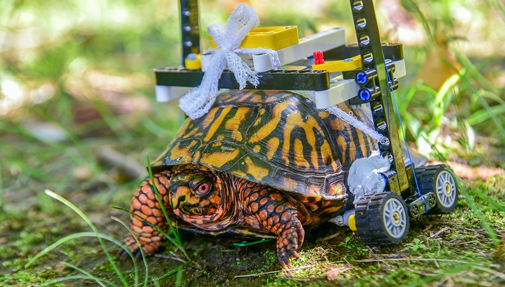 Turtle that used Lego wheelchair to heal is released in Maryland