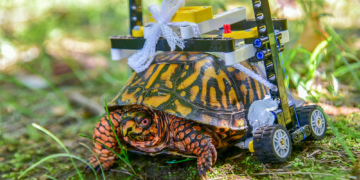 Turtle that used Lego wheelchair to heal is released in Maryland