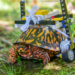 Turtle that used Lego wheelchair to heal is released in Maryland