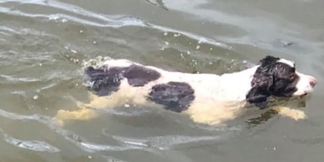 Blue-green algae: harmful for humans, fatal for dogs, warns Edmonton vet