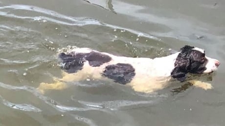 Blue-green algae: harmful for humans, fatal for dogs, warns Edmonton vet