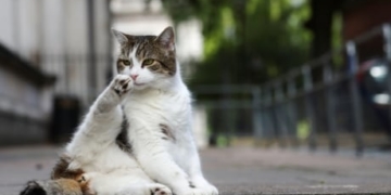 Cat tests positive for coronavirus in U.K.