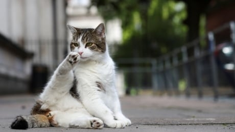 Cat tests positive for coronavirus in U.K.