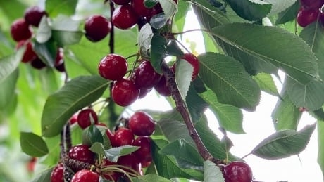 Okanagan migrant farm worker tests positive for COVID-19