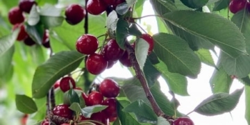 2 test positive for COVID-19 in connection with Okanagan fruit farm
