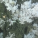Scientists discover new species of sponge on deep-sea reefs off B.C.’s coast