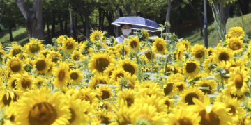 Asia Today: Australian virus hot spot moves to add sick beds