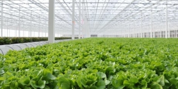 Alberta lettuce scores Canada-wide Wendy’s contract thanks to good ‘bun coverage’